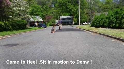 The Best Way On How To Train Any Dog Become Aggressive With A Few Tricks.