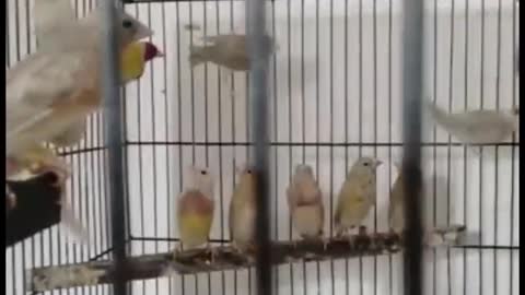 After hand feeding albino red-eyed chicks