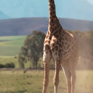 Beautiful Girafe in the wild #shorts #wild #giraffe #shortvideo #cute #viral #trending #viralshorts