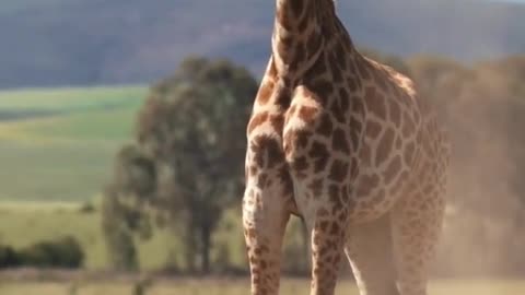 Beautiful Girafe in the wild #shorts #wild #giraffe #shortvideo #cute #viral #trending #viralshorts