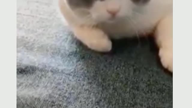 Cat funny videos