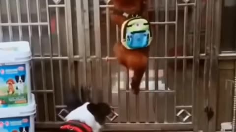 Funny animal video