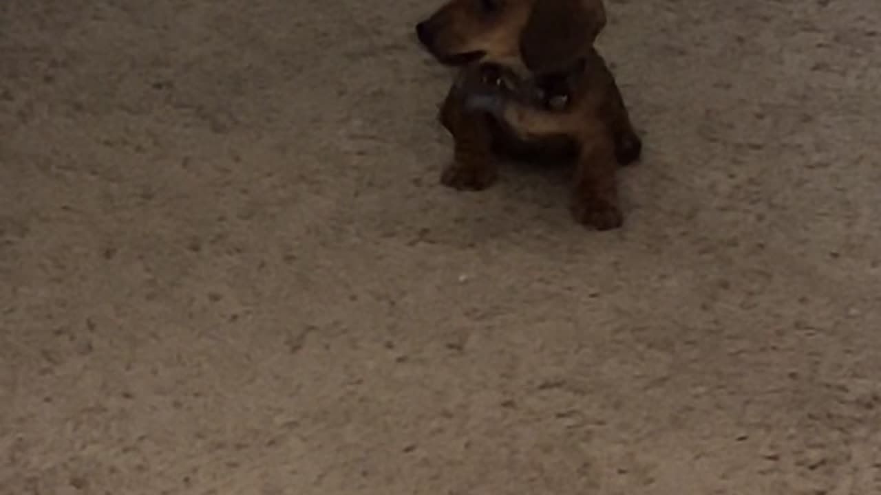 Three-Pound Puppy Bullies Big Dog