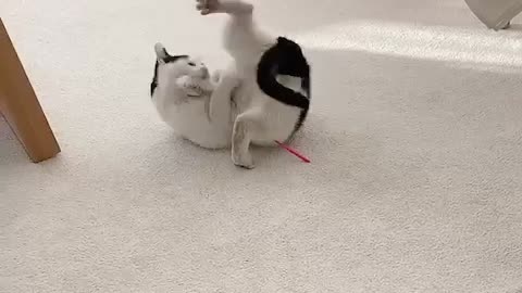 a cat fights with a toy