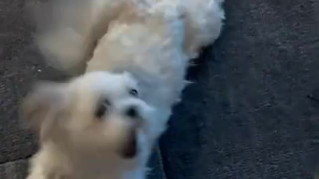 Dog dances while owner sings Happy Birthday!