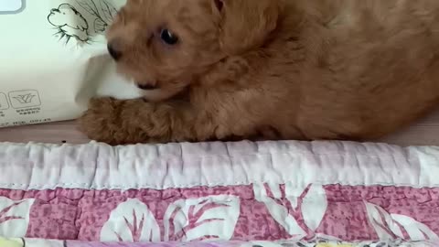 A cute puppy who suddenly runs after seeing something.