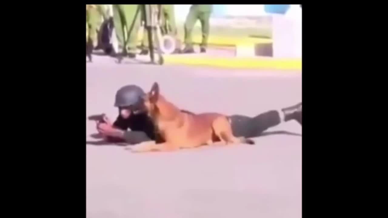 Dog Ready For Battle