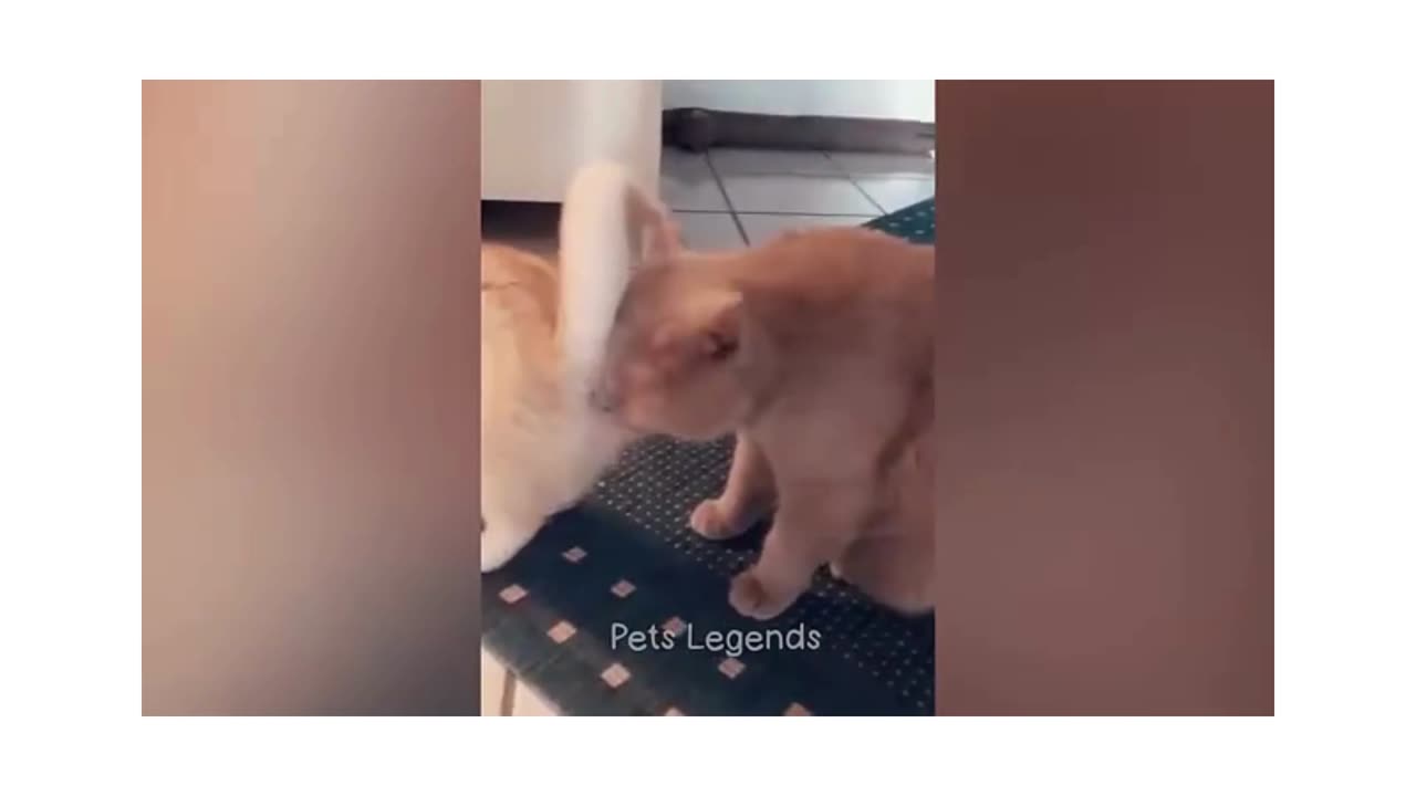 Funny animals compilation 1