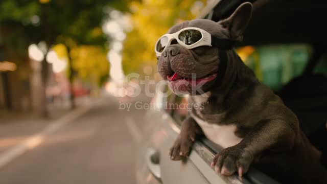 Dog in car with glasses