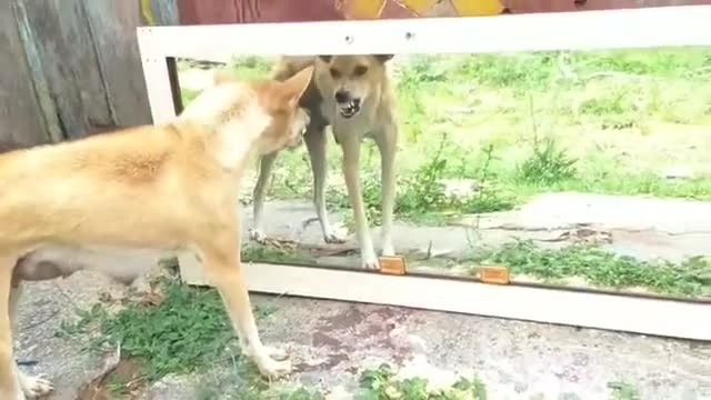 How does a dog react when it sees its own image in the mirror