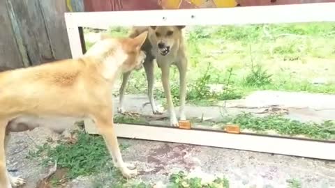 How does a dog react when it sees its own image in the mirror