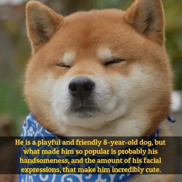 Ryuji, The Handsome Shiba Inu From Japan
