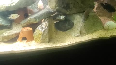 200 gallon update - Feb 2, 2021