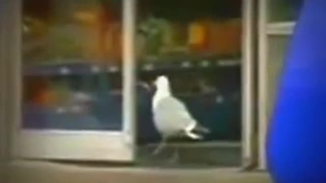 Seagull robs pack of crisps