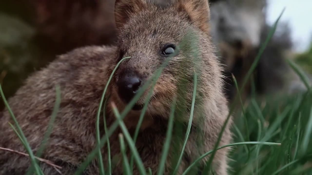 Meet the World's Happiest Animal : The Quokka!