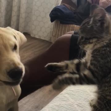 Puppy Vs Kitten