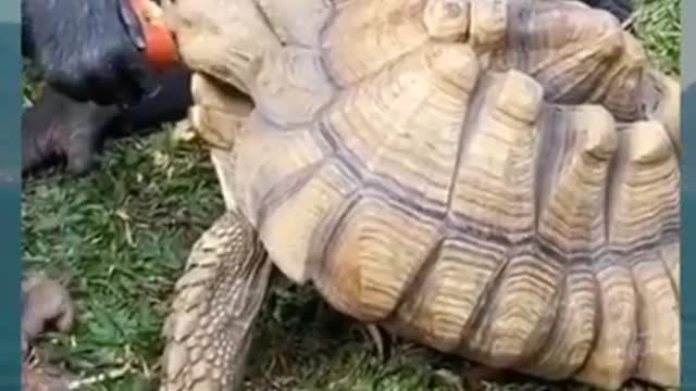 Funniest Animals - funniest animal videos - try not to laugh with funny animal's life compilations