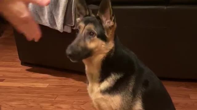 German Shepherd Dog Talking and Training with Hand Signals Only