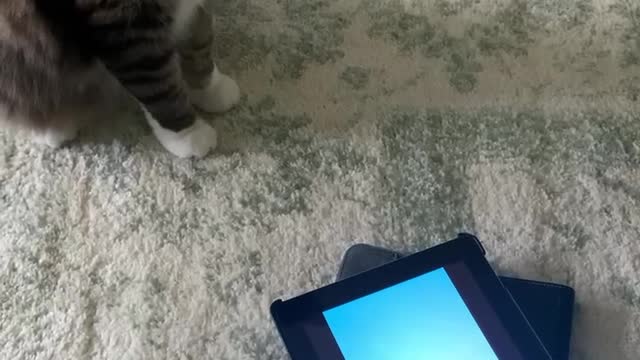 Cat plays with iPad then catches fish