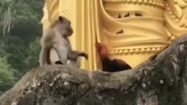 Help Me!! Really pity orphan baby monkey screaming when big chicken fighting her but so funny video