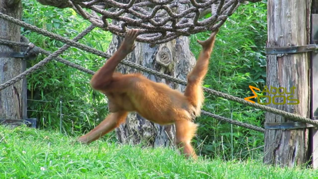 A Balancing act of a young orangutan Leipzig zoo