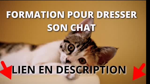 Comment dresser son chat !