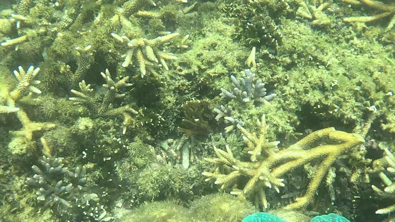 Snorkeling Adventures Philippines, Giant Reef Clams