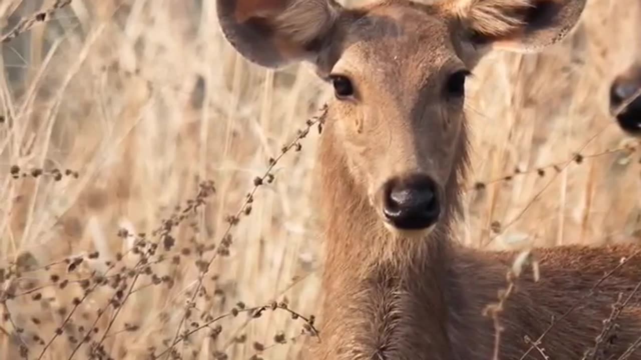 Wildlife in closer view with a natural perspective.