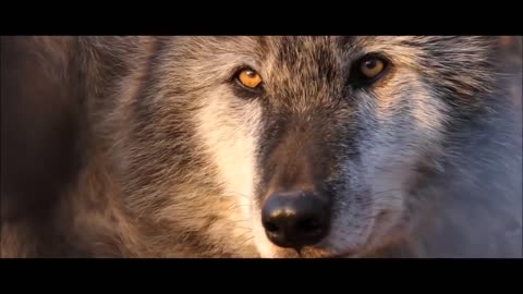 Why hunters don’t touch wolves with a white spot on their chest!