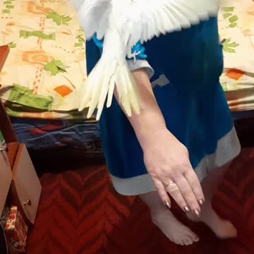 parrot Kesha and from May