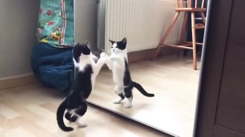 Funny cat dancing in front of mirror