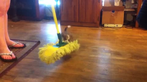 Cute dog wanna mop | Dog Playing | Dog want to mop