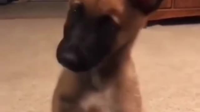 Baby dogs cute _and funny dogs malinois