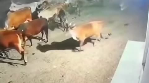 Lion Attack Cow In Gujarat _ Gujarat News _ Lion Attack Cow Video _ Viral Video _Shorts _ CNN News18