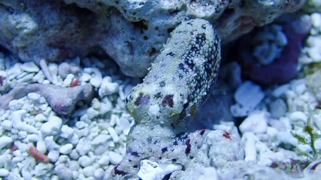 Amphioctopus Mototi - Poison Ocellate Octopus, Makassar Reef, Komodo NP