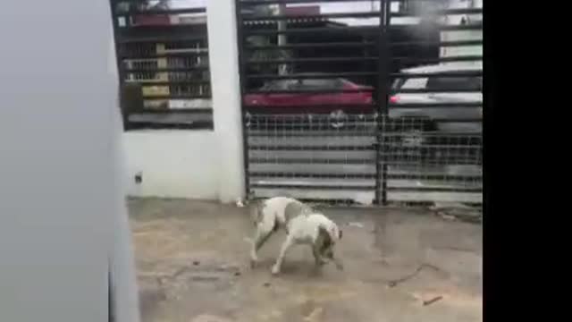 Ninja Dog in The House
