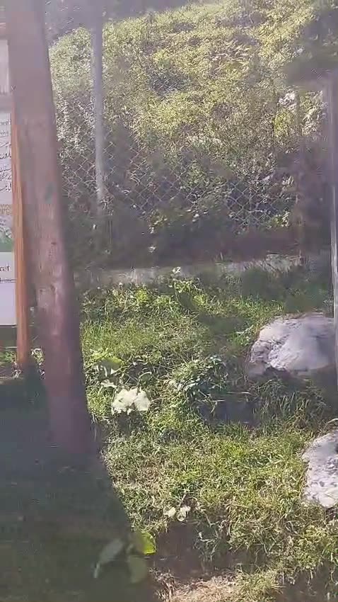 Pakistan Tour 2024-P-8