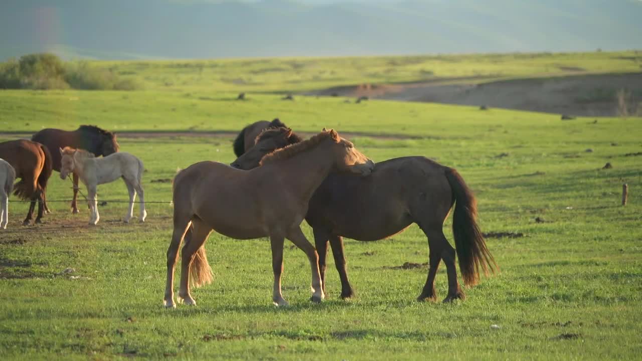Horses scratching each other
