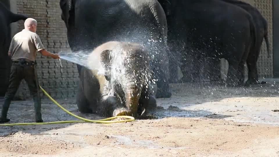 Elephant taking bath in funny way