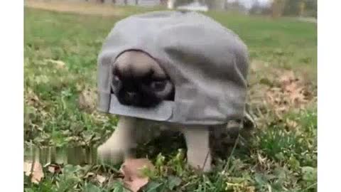 TURTLE DOG