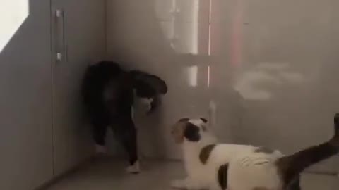 If the cat doesn't obey, it's too cute