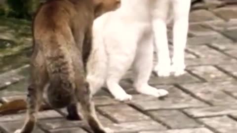 The best funny animals in the world surprising us #shorts