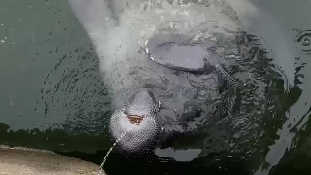 This Manatee is Thirsty