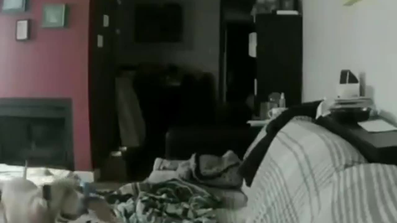 Dog misses his owner so he grabs his shoe and sleeps next to it