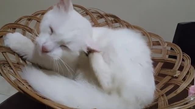 White Cat Scratching