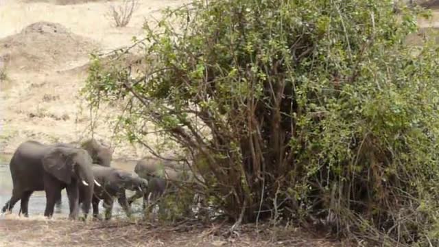 Elephants in Tarangire Tanzania chase lions from zebra kill As we watched a family of lions devour