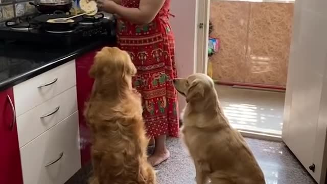 Golden Retreiver & Mom Lunch Time.