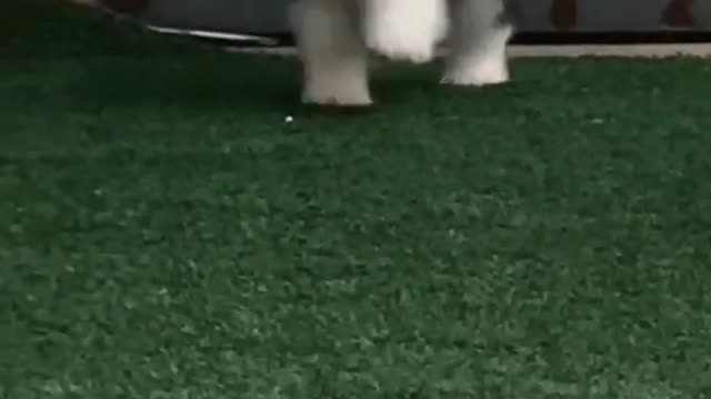 Cute dog 🐕 playing on grass 🐕 must watch