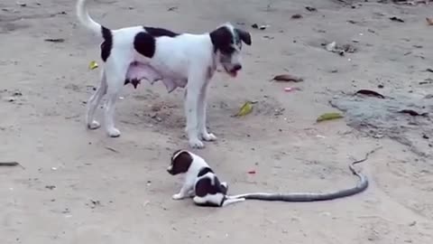 The dog funny video end result of the video you will never expect!!