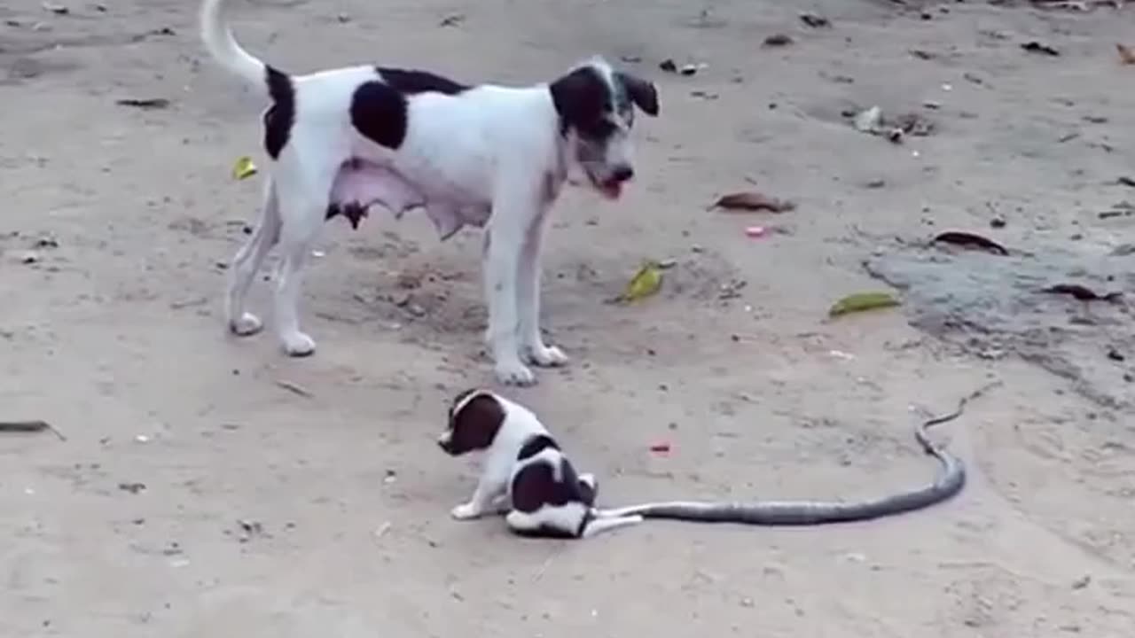 The dog funny video end result of the video you will never expect!!